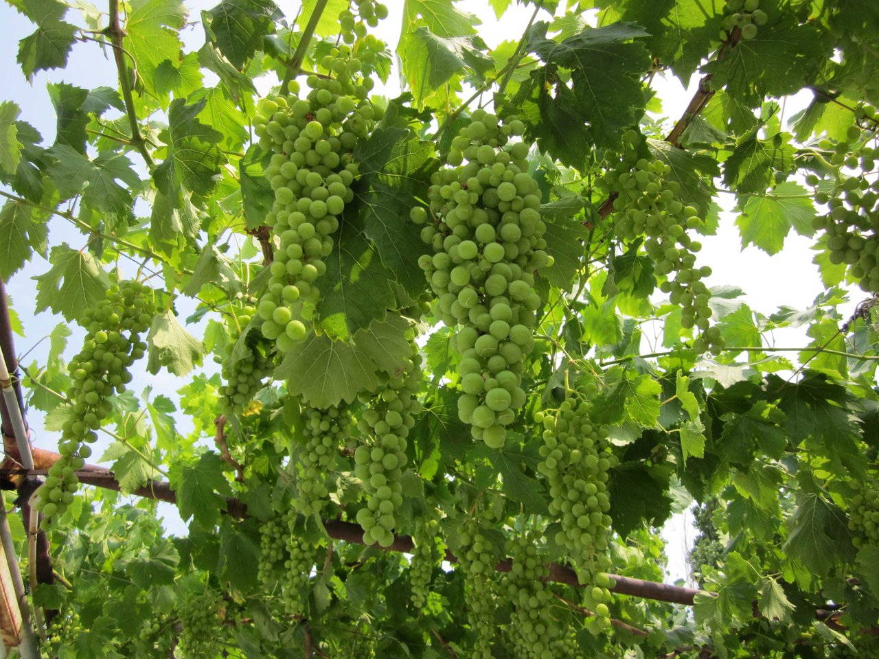 معرفی و راهنمای پرورش گیاهان دارویی - انگور عسکری